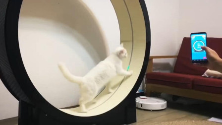 韩国发明猫猫跑步机，喜感十足