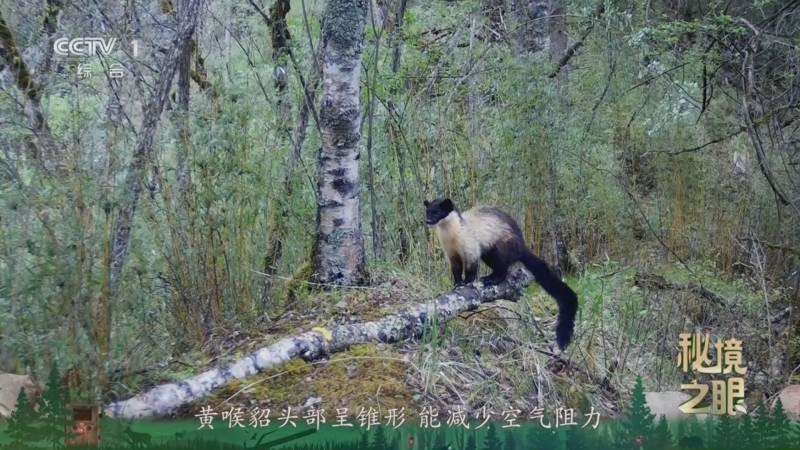 秘境之眼 《秘境之眼》 黄喉貂 20260129