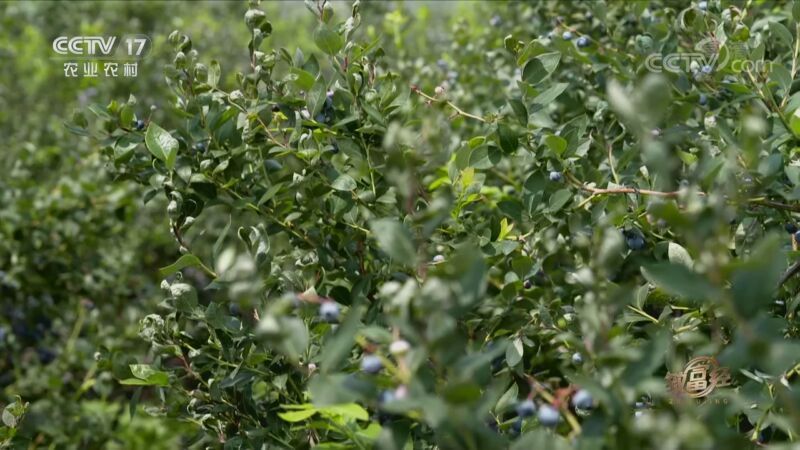 致富经 《致富经》 20200923 用心种蓝莓 赚钱有新招