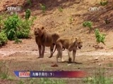 人与自然 《人与自然》 20151016 自然发现：与狮子同行（下）