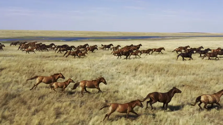 《动物的迁徙》第4集