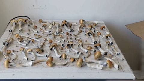 传奇故事 有毒的蘑菇