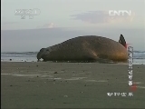 动物世界 《动物世界》 20130621 海滩搏击冠军赛