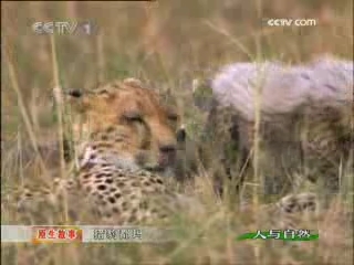 人与自然 猎豹都玛