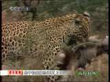 人与自然 原生故事 豹子和疣猪的故事 上