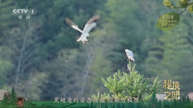秘境之眼 《秘境之眼》 黑翅鸢 20260605