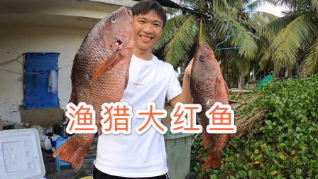 阿镭又跟小伙伴偷偷去岛上，潜水渔猎，收获了将近150斤海获