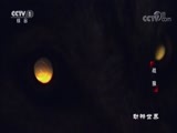 动物世界 《动物世界》 20171003 战狼