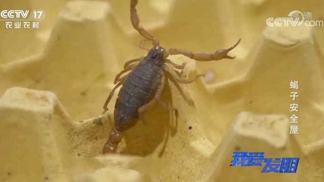 我爱发明 《我爱发明》 20201104 蝎子安全屋