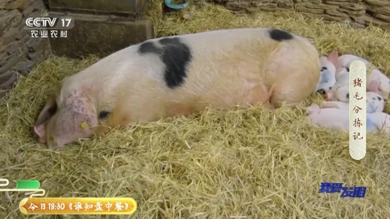 《我爱发明》 20210520 猪毛分拣记