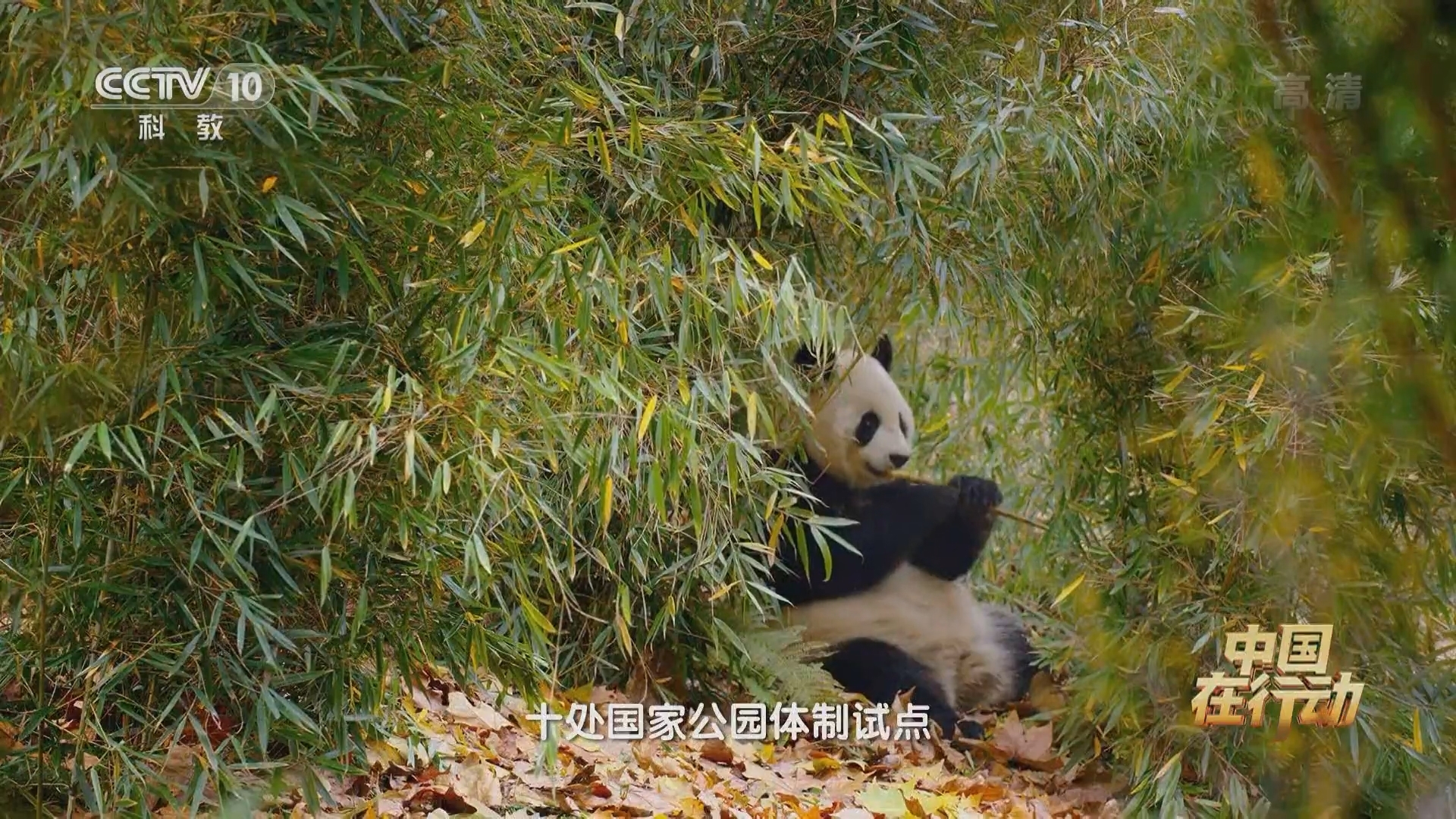 《中国在行动》 20211013