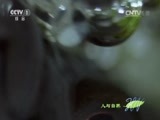 人与自然 《人与自然》 20150306 自然启示：繁衍生息