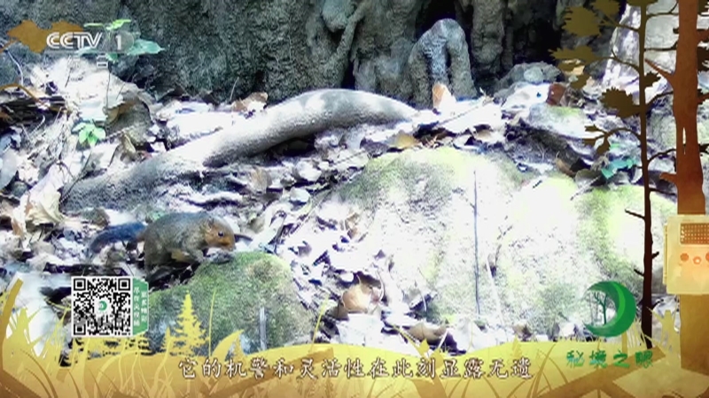 《秘境之眼》 赤腹松鼠 20210925