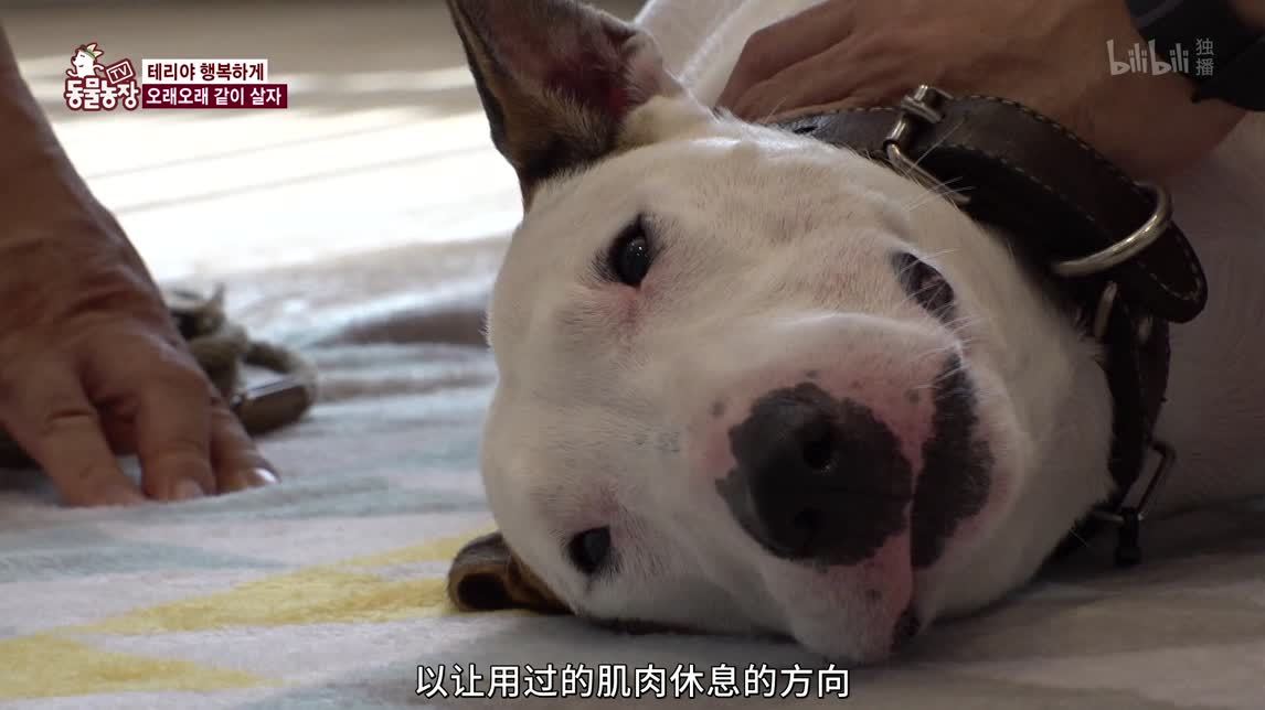 动物农场2020 乌鸦鸦宝