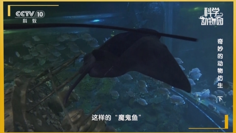 科学动物园 《科学动物园》 20250311 奇妙的动物仿生（下）