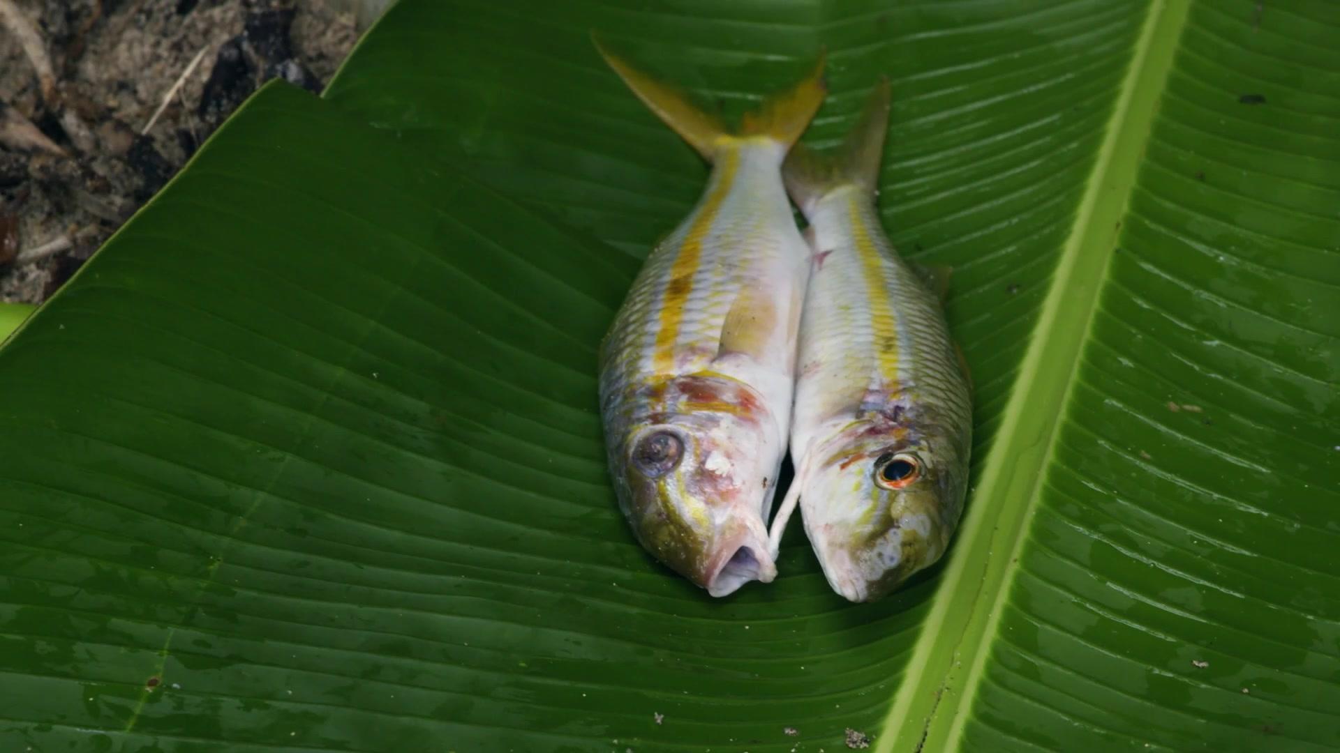 原始求生记第四季 第3集