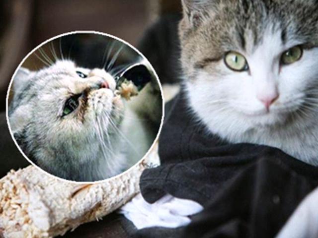 囧人囧事 搞笑！馋嘴猫偷吃瞬间