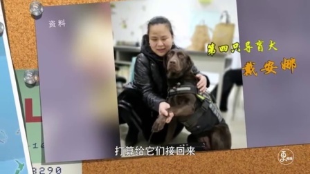 二更视频 揭秘导盲犬训练过程 一条需花费十几万 478
