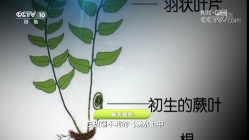 地理中国 《地理中国》 20190326 石巷迷阵