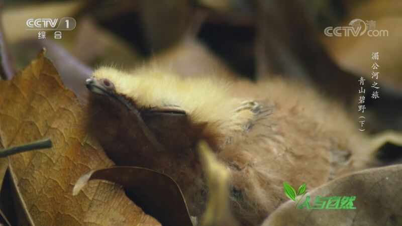 人与自然 《人与自然》 20200914 湄公河之旅——青山碧野（下）