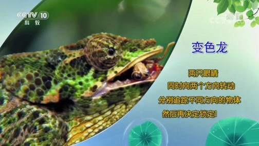 自然传奇 《自然传奇》 20200629 大自然的伪装天才