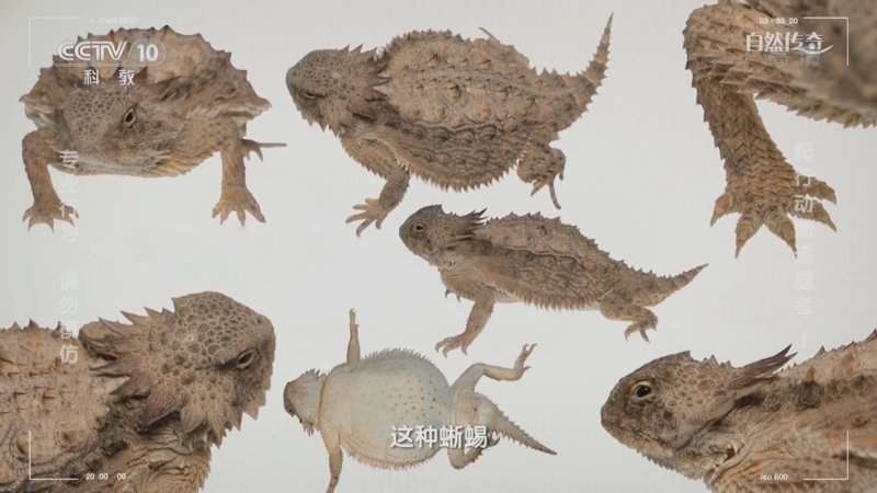 自然传奇 《自然传奇》 20221201 爬行动物追踪者 1