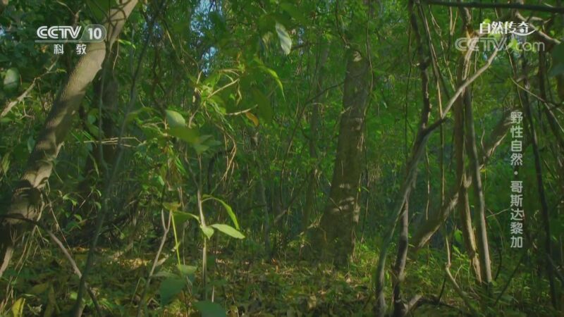 自然传奇 《自然传奇》 20200917 野性自然·哥斯达黎加