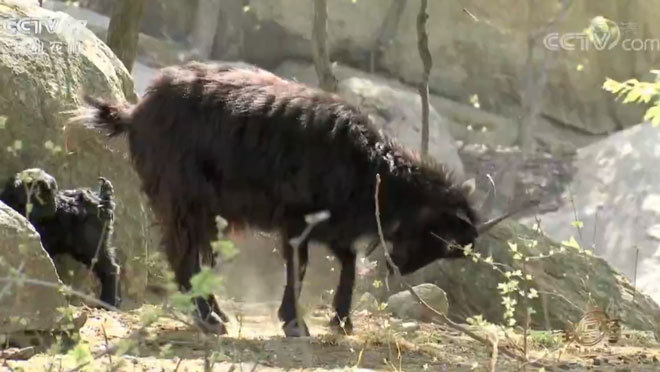 致富经 《致富经》 20200603 不服输的男人盯上“山羊猴子”