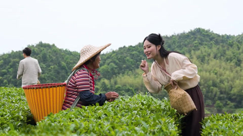 采摘和平特色高山云雾茶 探访华南最大猕猴桃产区