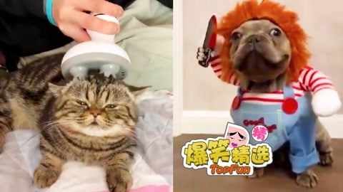 猫狗搞笑大作战！帅憨又吓人的汪星人来咯，如何吸走喵星人灵魂？