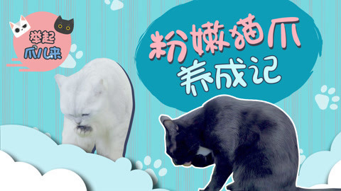 举起爪儿来 粉嫩猫爪养成记