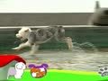 狗狗日记 第230天 环保小尖兵
