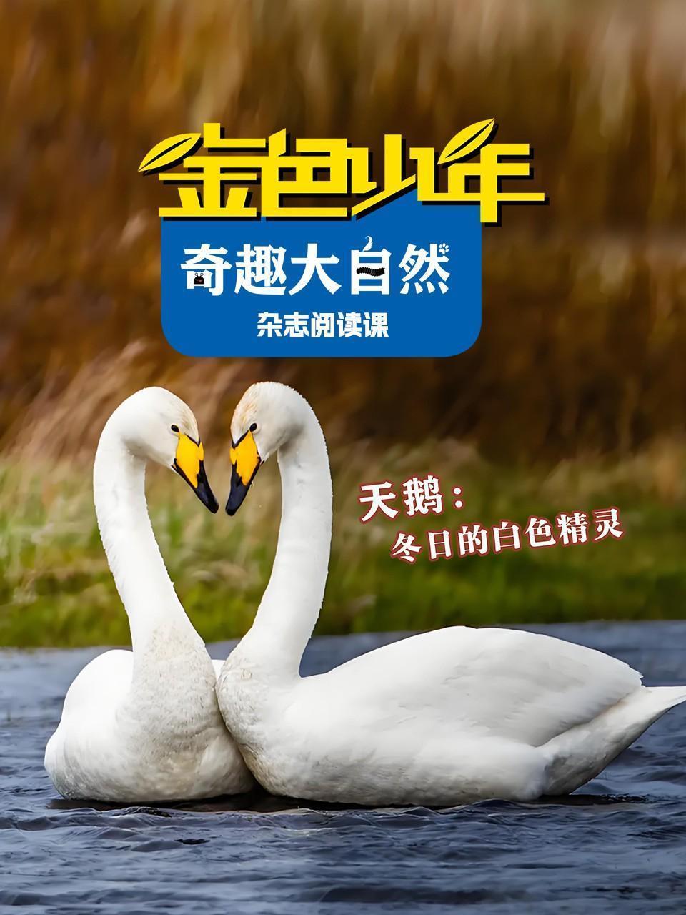 金色少年奇趣大自然：天鹅，冬日的白色精灵