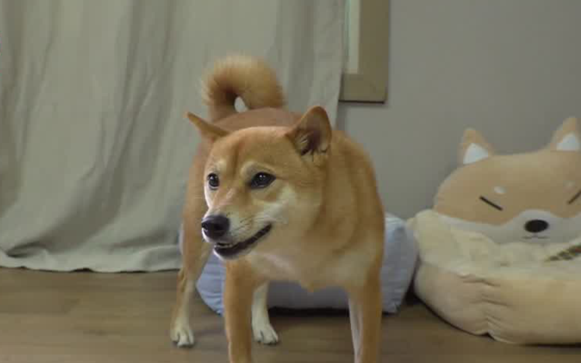 生气的柴犬