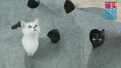 举起爪儿来 DIY毡布猫隧道