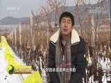 生财有道 《生财有道》 20180124 冰雪经济系列 冰葡萄带火一方人