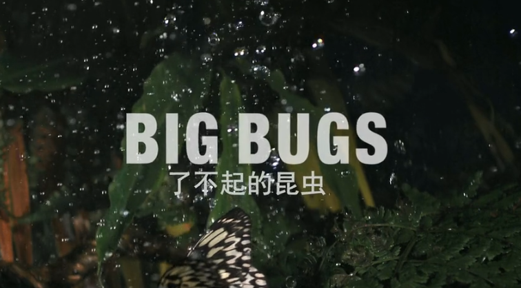 了不起的昆虫 了不起的昆虫