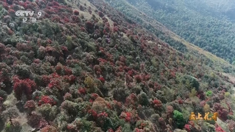 云上花开 《云上花开》 第2集 故乡（下）