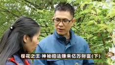致富经 [致富经]樱花之王 神秘招法赚来亿万财富(下) 20160527