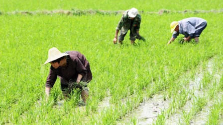 假如农民都不种地，谁先扛不住？农民还是吃粮食的人？