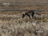 动物世界 《动物世界》 20160805 新生命之捕食