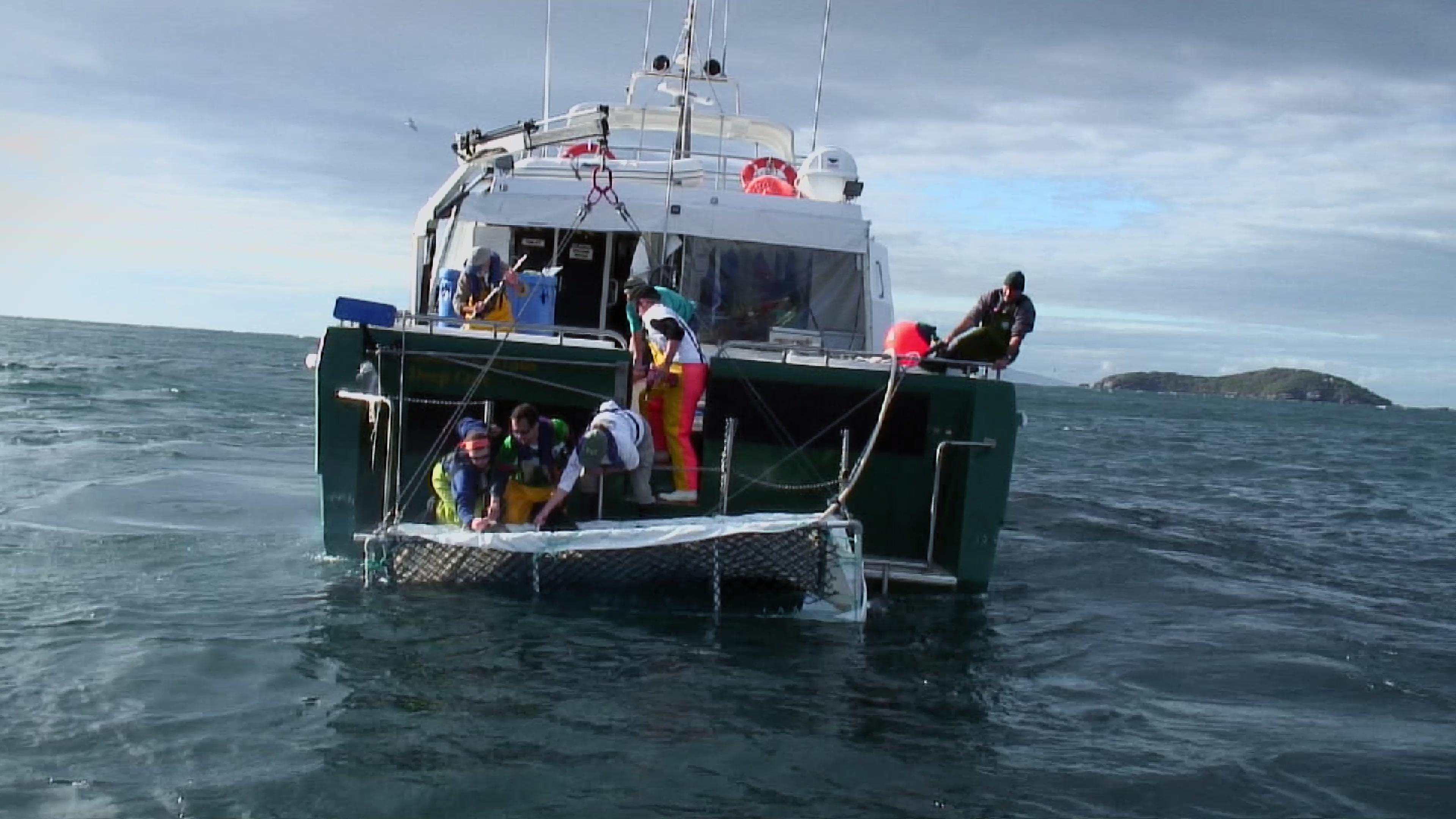 《海洋捕食者》第3集