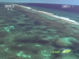 人与自然 《人与自然》 20150326 自然发现：狂野加勒比海——珊瑚礁与沉船（下）