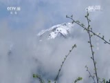 地理中国 《地理中国》 20161224 岭谷奇木·雪山仙葩