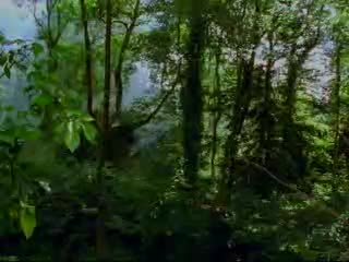 动物世界 《动物世界》：密林里的恐龙