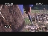 天网 《天网》 20131219 山洞迷雾