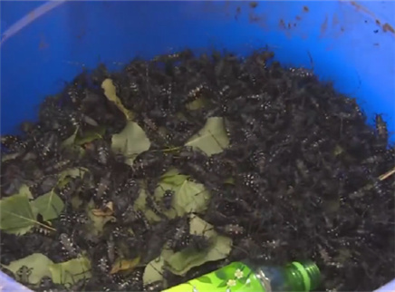 新闻大求真 悬赏抓天牛能有效控制虫灾吗？
