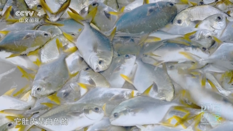远方的家 《远方的家》 20250327 蔚蓝环抱的家园 南海之上 海岛新颜