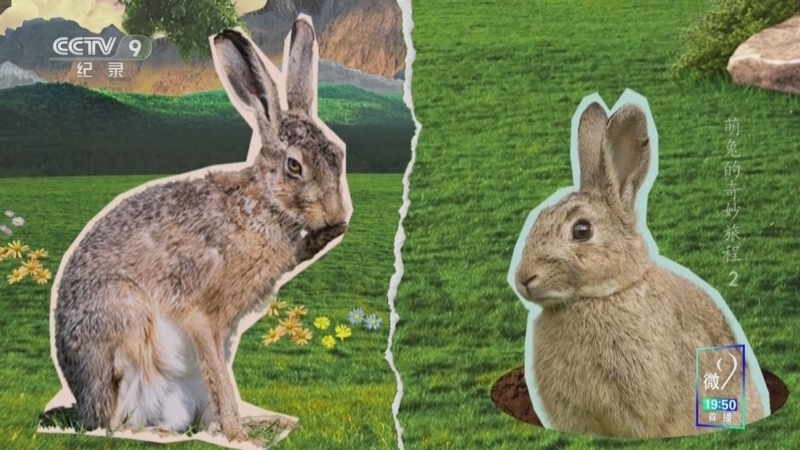 《萌兔的奇妙旅程》 第2集