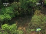 人与自然 《人与自然》 20160906 飞越地球——非洲（下）